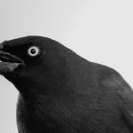 a black bird sitting on top of a tree branch