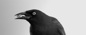 a black bird sitting on top of a tree branch