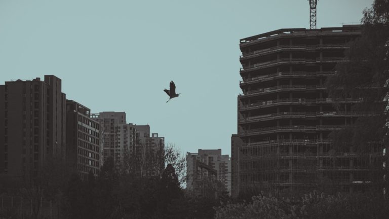 A bird flying over a city with tall buildings